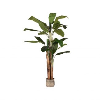 Musa - Groen - Kunststof - 180 cm 18098871